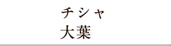 チシャ 大葉